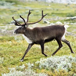 The Animals - The Greenland Tundra